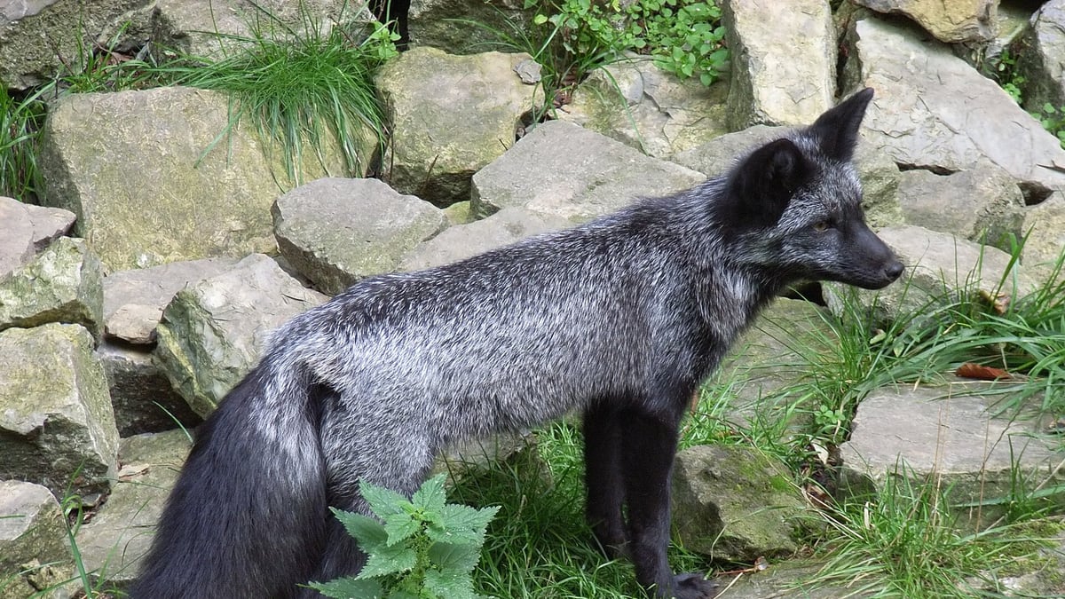 Silver Fox ships MODBEACON, a Rust RAT with gRPC C2