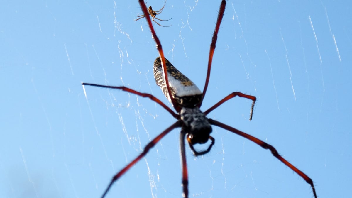 Two Scattered Spider affiliates get 5.5 years for TfL hack