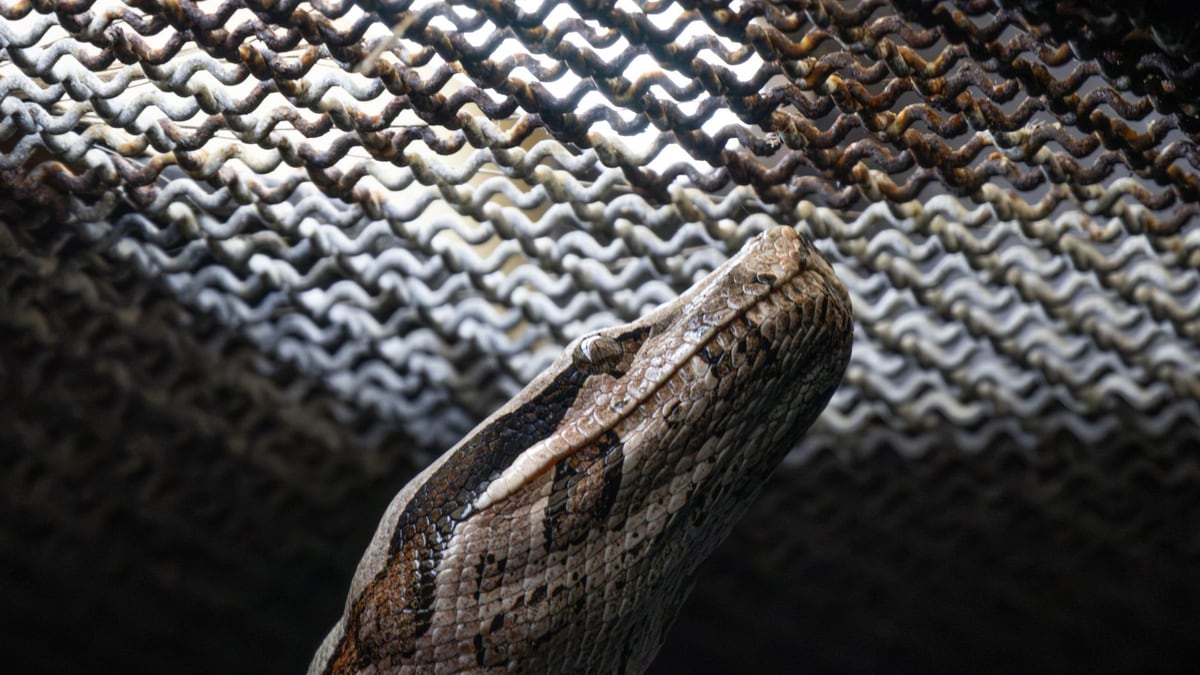 Brotli Decoder Flaw Hits Node.js, Bun, Python: RCE Confirmed